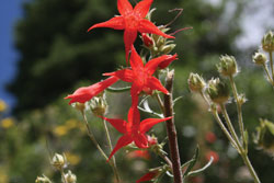 Penstemons